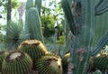 Echinocactus golden barrel and saguaro cactus