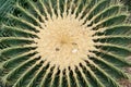 Echinocactus grusonii