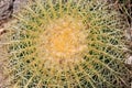 Echinocactus grusonii