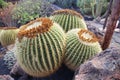 Echinocactus grusonii AKA The Golden Barrel Cactus