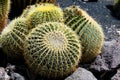 Echinocactus grusonii, ball or sphere shaped cactus with a yellow flower