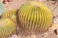 Echinocactus grusonii, barrel cactus, golden barrel cactus Royalty Free Stock Photo