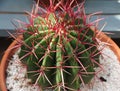 Echinocactus grusonii Barrel cactus plant with beavertails Royalty Free Stock Photo