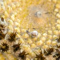 Echinocactus grusonii, cactus