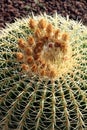 Echinocactus grusonii Cactus