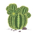 Echinocactus grusonii . Cactus illustration Royalty Free Stock Photo