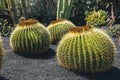 Echinocactus grusonii cactus, Lanzarote