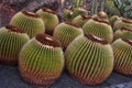 Echinocactus grusonii cactus plants Royalty Free Stock Photo