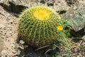 Echinocactus grusonii cactus, popularly known as the golden barrel cactus