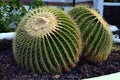 Echinocactus grusonii closeup Royalty Free Stock Photo