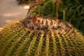 Echinocactus grusonii closeup in Haifa Israel