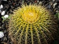 Echinocactus grusonii, commonly called mother-in-law`s seat, golden ball, golden barrel, or hedgehog cactus, is a species belongin