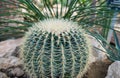 Echinocactus grusonii Royalty Free Stock Photo