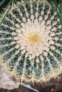 Echinocactus grusonii