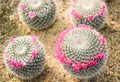 Echinocactus grusonii Royalty Free Stock Photo
