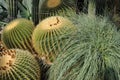 Cactus garden with chinocactus grusonii plants
