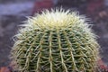 Echinocactus Grusonii golden ball cactus with rain drops