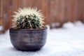 Echinocactus Grusonii golden barrel ball cactus or mother in law cushion in flower pot standing in snow Royalty Free Stock Photo