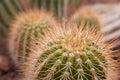 Echinocactus Grusonii, golden barrel cactus, golden ball Royalty Free Stock Photo