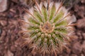 Echinocactus Grusonii, golden barrel cactus Royalty Free Stock Photo