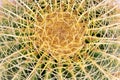 Echinocactus grusonii golden barrel cactus or golden ball top view Royalty Free Stock Photo