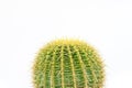 Echinocactus grusonii golden barrel cactus closeup isolated on white background Royalty Free Stock Photo