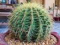 Echinocactus grusonii golden barrel cactus closeup view Royalty Free Stock Photo