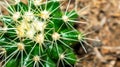 Echinocactus grusonii, Golden barrel cactus Royalty Free Stock Photo