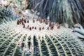 Echinocactus grusonii, golden barrel cactus Royalty Free Stock Photo