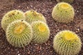 Echinocactus Grusonii golden barrel Cactus Royalty Free Stock Photo