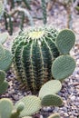 Echinocactus grusonii golden barrel cactus, golden ball and Opuntia microdasys Royalty Free Stock Photo