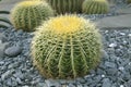 Echinocactus grusonii or Golden barrel cactus is a kind of popular cactus used to decorate the garden