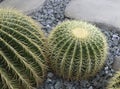 Echinocactus grusonii or Golden barrel cactus is a kind of popular cactus used to decorate the garden Royalty Free Stock Photo