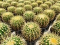 Echinocactus Grusonii or Golden Barrel cactus is native to Mexico. Royalty Free Stock Photo