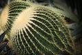 Echinocactus grusonii - Golden Barrel Cactus pair closeup