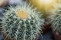 Echinocactus Grusonii, golden barrel cactus in sunlight, closeup