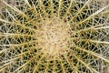 Echinocactus grusonii or Golden barrel cactus top angle view Royalty Free Stock Photo