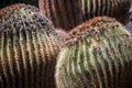 Echinocactus Grusonii, golden barrel cactus Royalty Free Stock Photo