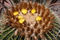 Echinocactus Grusonii, golden barrel cactus Royalty Free Stock Photo