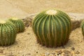 Echinocactus grusonii Hilda Cactus is a popular cultivar