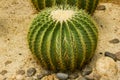 Echinocactus grusonii Hilda Cactus is a popular cultivar