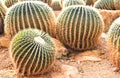 Echinocactus grusonii hildm cactaceae Royalty Free Stock Photo