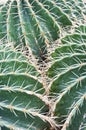 Echinocactus Grusonii Hildm. cactus. Royalty Free Stock Photo