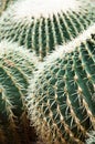 Echinocactus Grusonii Hildm. cactus. Royalty Free Stock Photo