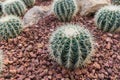 Echinocactus grusonii hildm Royalty Free Stock Photo