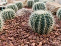 Echinocactus grusonii hildm Royalty Free Stock Photo
