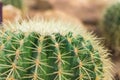 Echinocactus grusonii Hildm Royalty Free Stock Photo