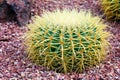 Echinocactus grusonii Hildm native to central Mexico Royalty Free Stock Photo