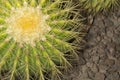 Echinocactus grusonii known as golden ball cactus