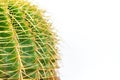 Echinocactus grusonii or Kroenleinia grusonii golden barrel cactus with copy space Royalty Free Stock Photo